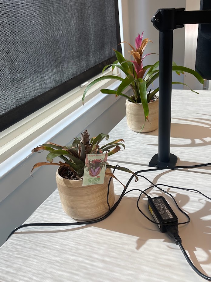 small plant and charger wire on desk